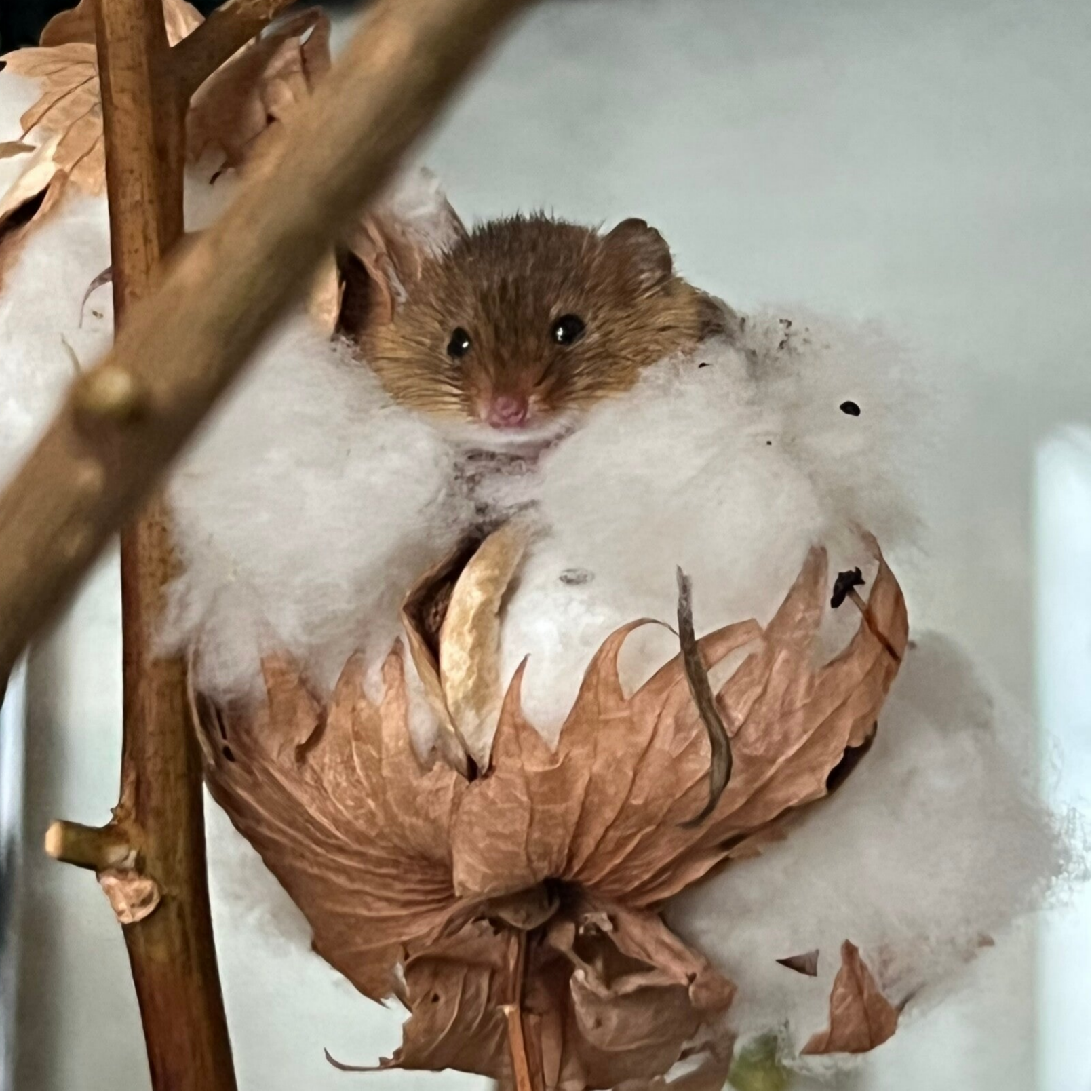 Starterpaket Zwergmäuse