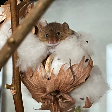 Starterpaket Zwergmäuse