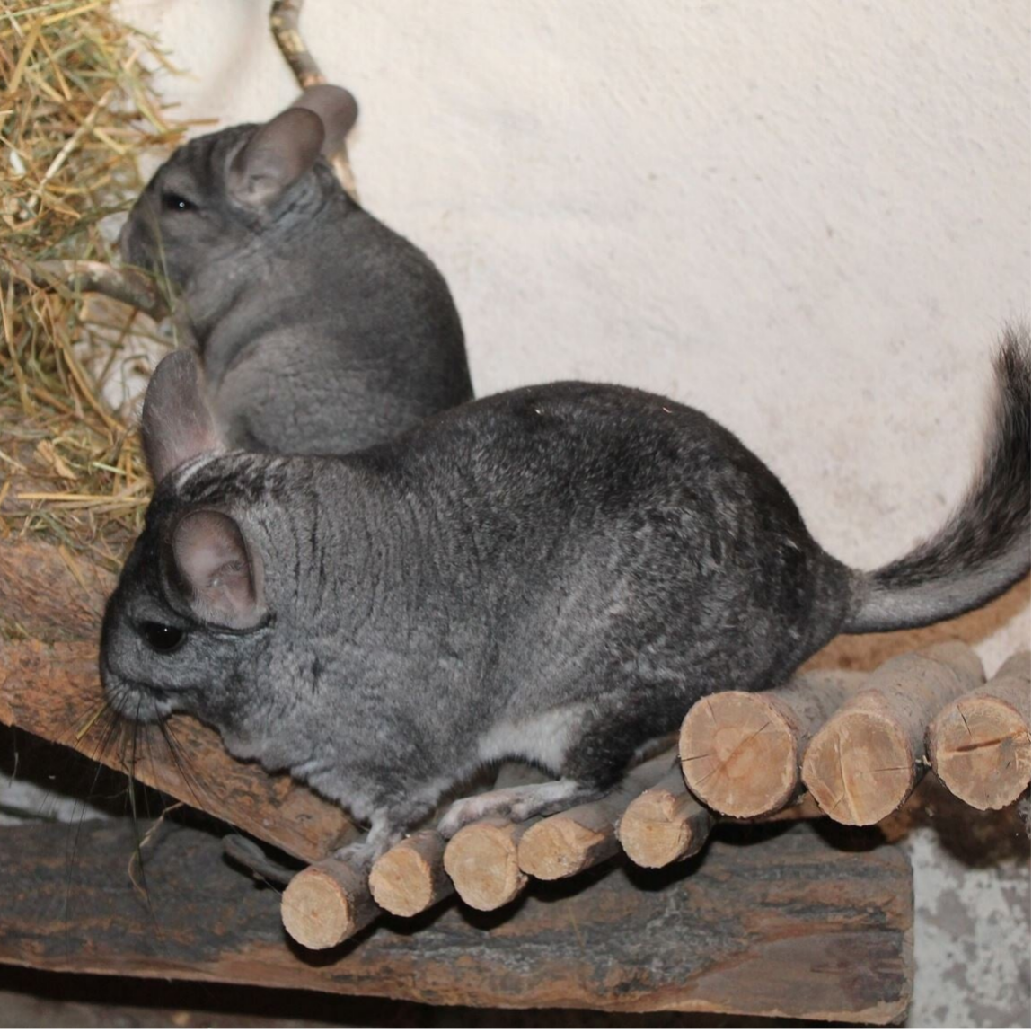 Starterpaket Chinchilla