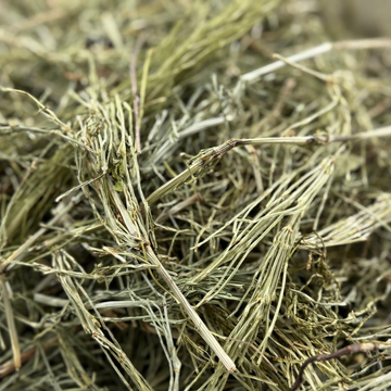 Zinnkraut (Schachtelhalm)