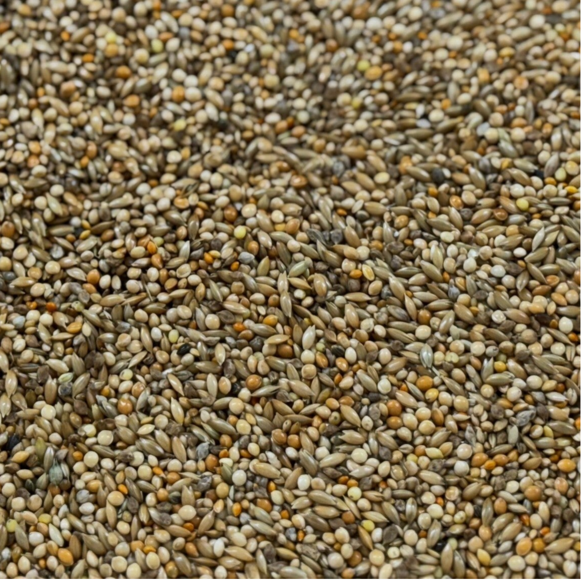 Hirse gemischt