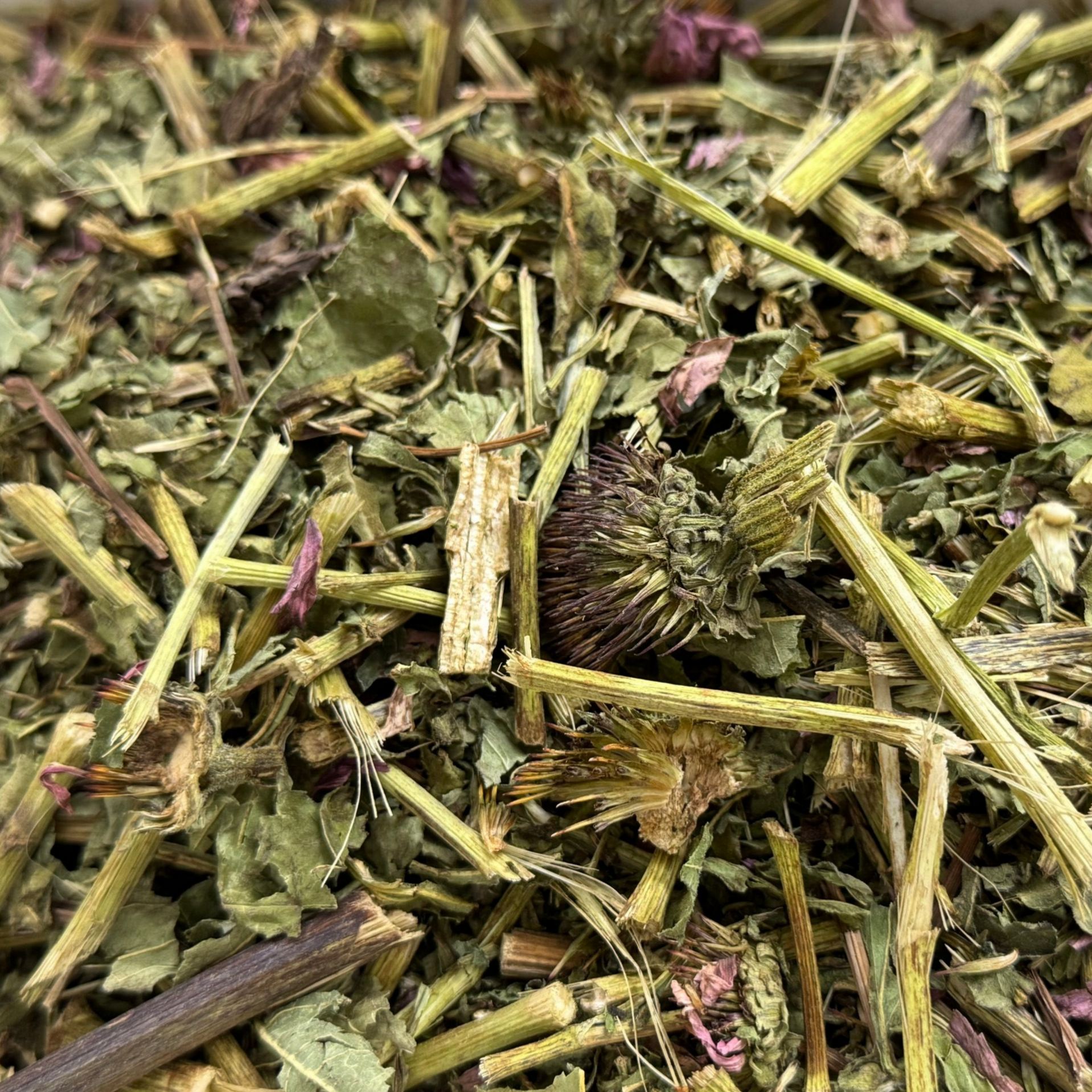 Echinacea