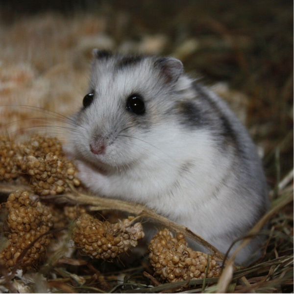 Starterpaket Zwerghamster