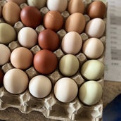 eigene frische Eier alle Farben, rot, braun, weiß, gruen