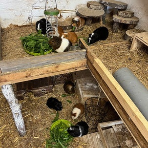 meerschweinchen männlich gruppe von 4 stück