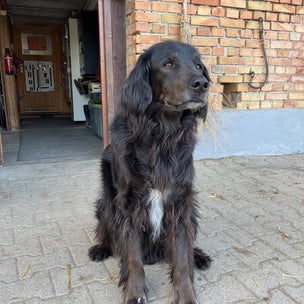hund duke schwarz, muensterländer