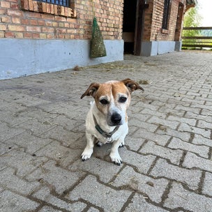 hund jack ein jack russel