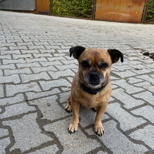 hund camilla ein mops-jack russel mischung