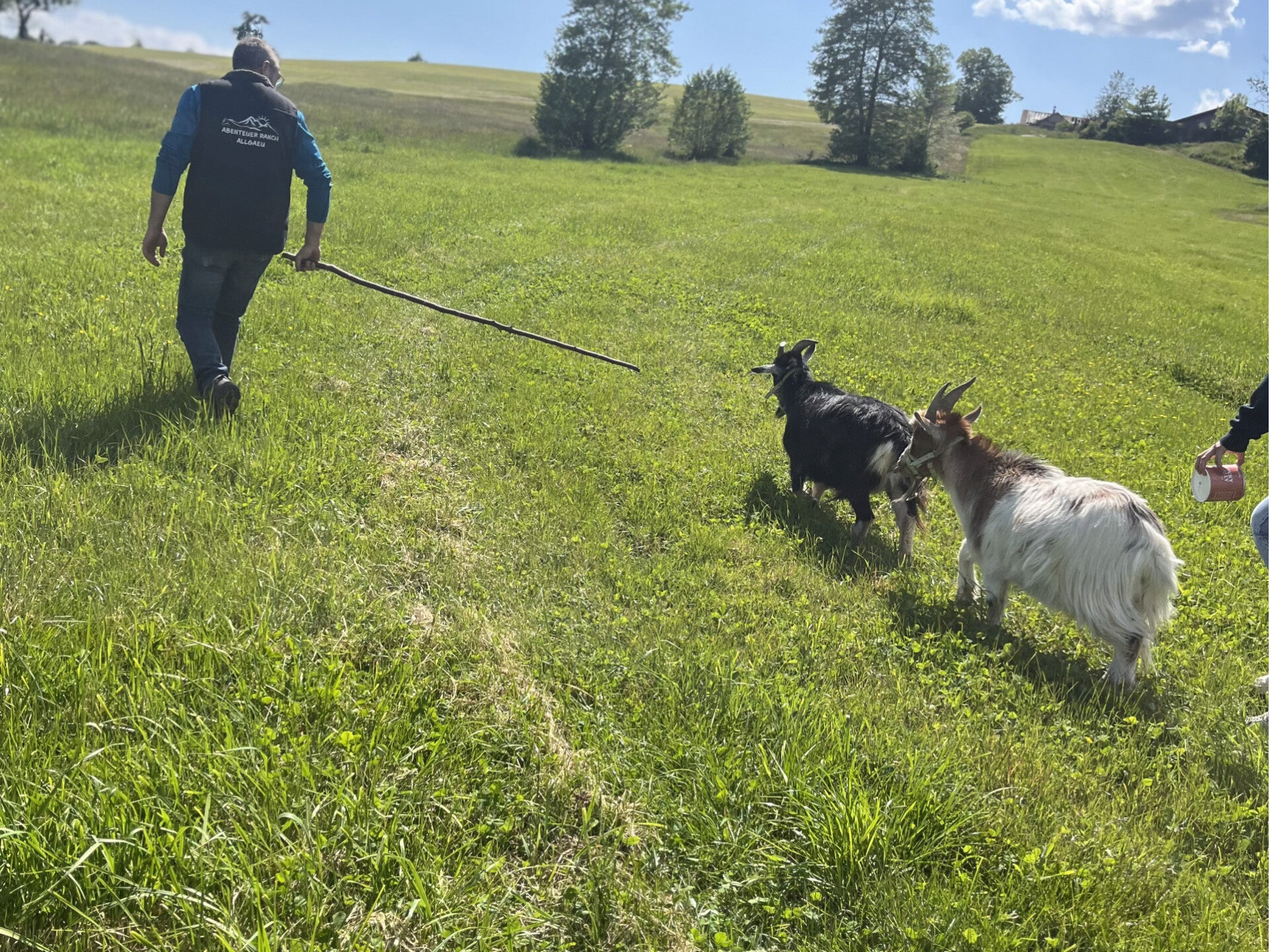 Mann wandert mit zwei Ziegen über eine Wiese