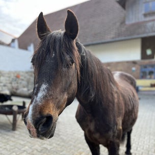 Tierwanderung, Pferd Filip schwarz