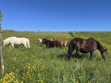 Pferde Herde im Sommer auf der Wiese