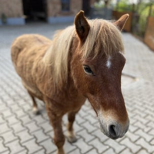 Tierpatenschaft, Pferd Cäsar braun