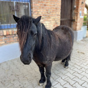 Kindergeburtstag Lust ? Pony Fred schwarz würde sich freuen