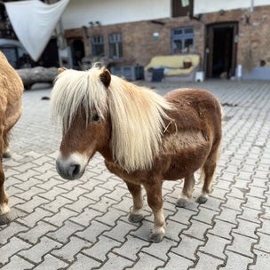 Urlaub im Allgaeu unser kleinster würde sich freuen Joey, braun