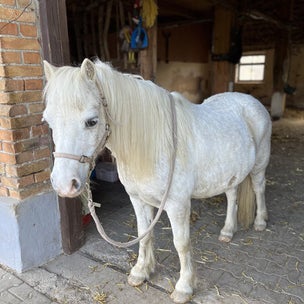 Ponywanderung anstatt Eselwanderung, Pferd Novarro Schimmel