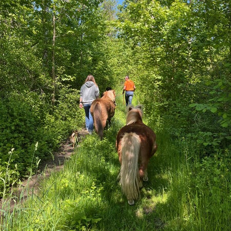 Ponytrekking in Natur mit Tieren im Allgäu und viel Herz