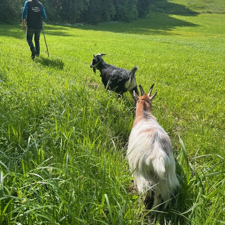 Ziegentrekking in der Natur im Allgäu mit viel Heilung und Herz