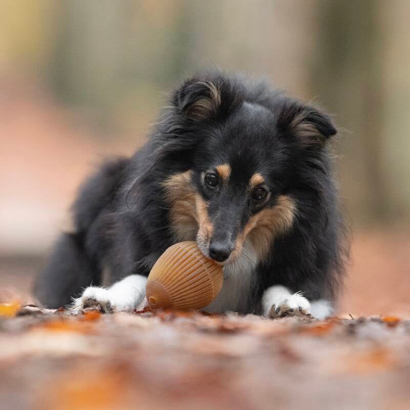 Enrichment hond met speeltje