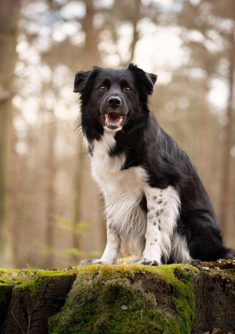 Voorbeeld zitten. Zittende Stabij reu, Foto van Eeveon Fotografie.