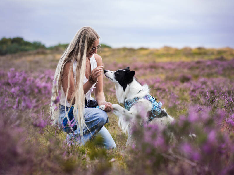 Baas en Hond portret Ginkelse Heide - Professioneel Hondenfotograaf - fotoshoot hond