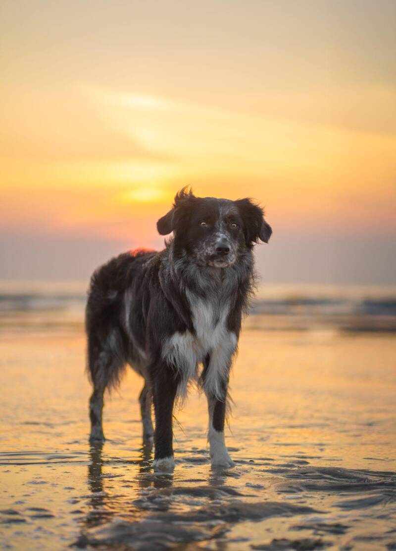 Foto staande hond in laagstaand water op het strand. Voorbeeld voor foto staan van Eeveon Fotografie.