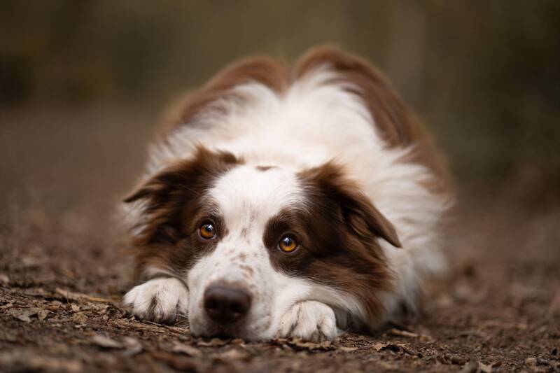 Foto liggende Border Collie. Foto van Eeveon fotografie