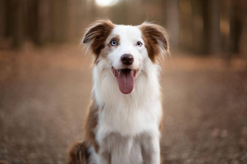Voorbeeld zitten hond van perspectief van voren. Foto van Eeveon Fotografie. 
