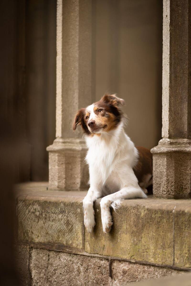 Liggende hond, voorbeeld liggen fotografie met tips. Foto van Eeveon fotografie