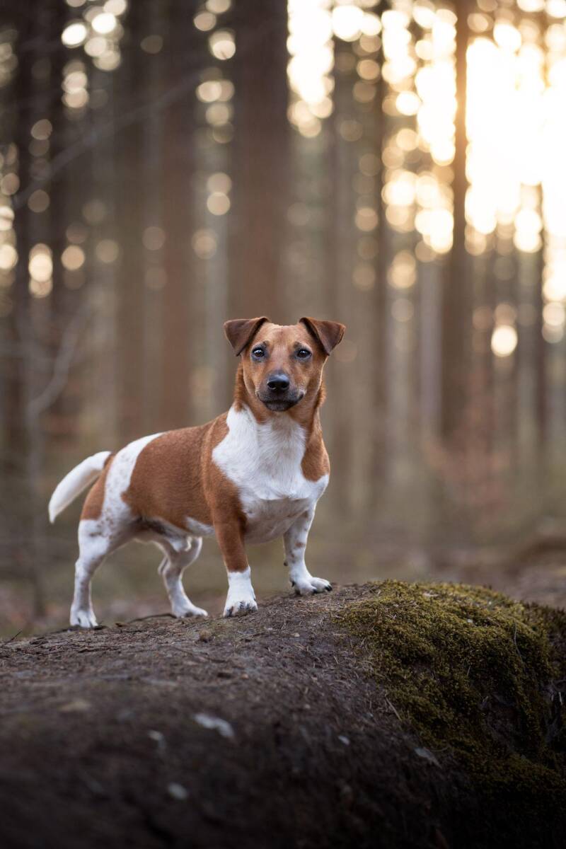 Voorbeeld staan Jack russell in het bos, met tips. Foto van Eeveon fotografie. 