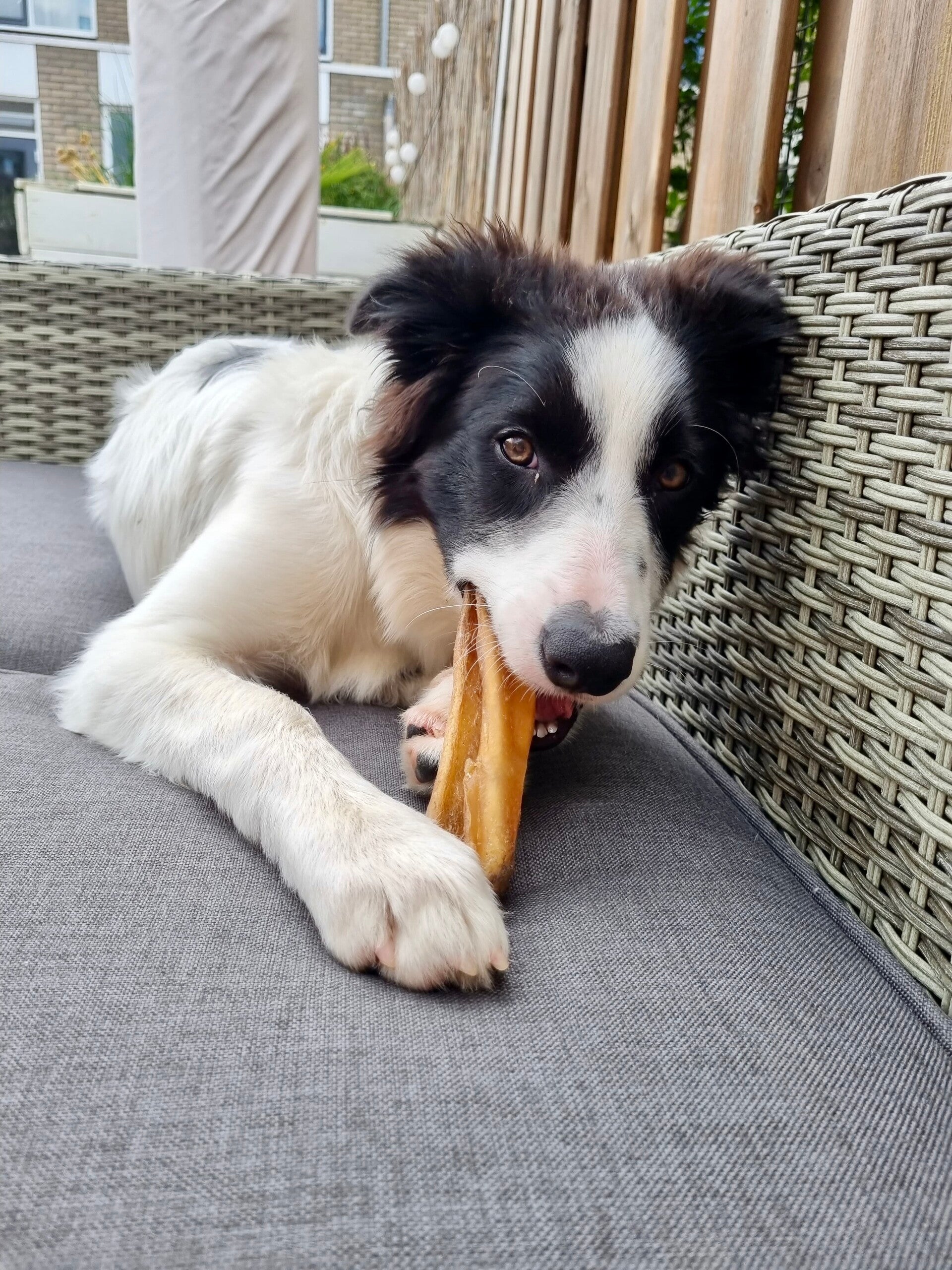 Puppy kauwen snack