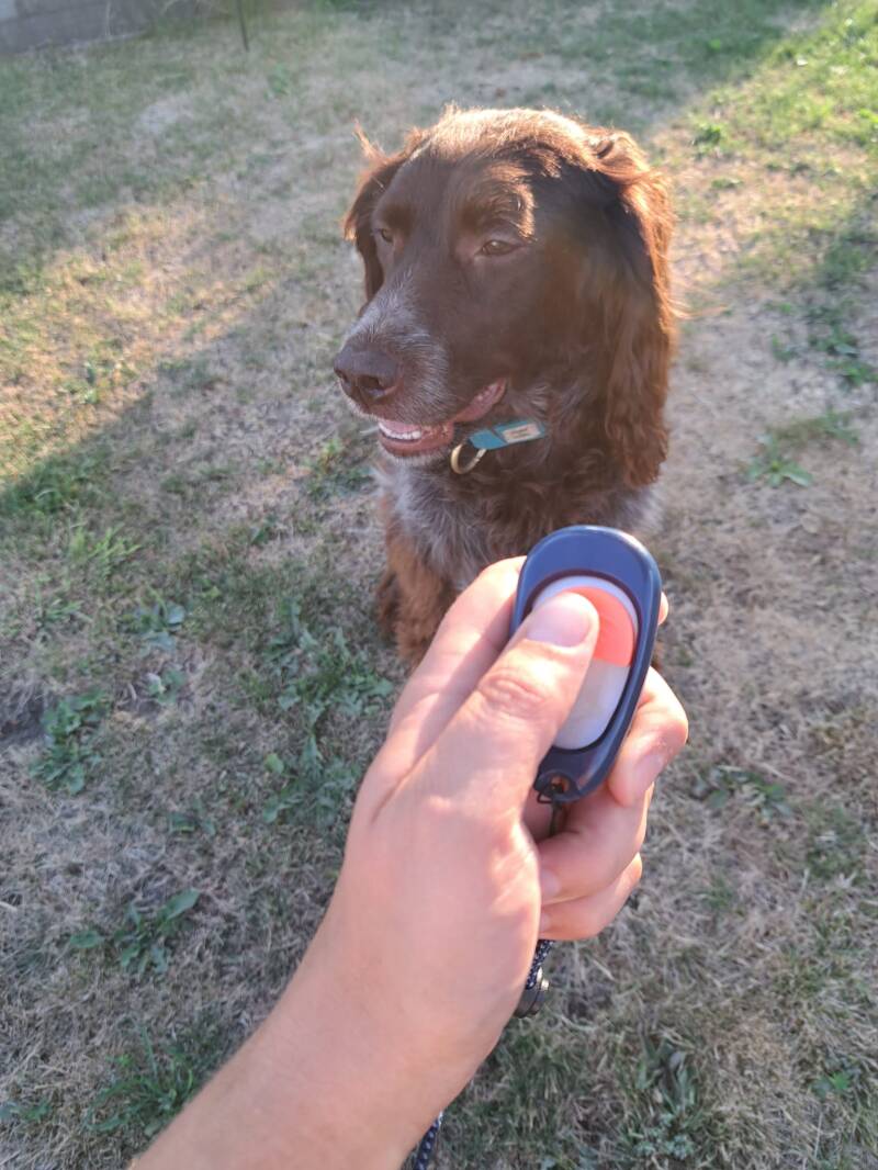 Clickertraining hond