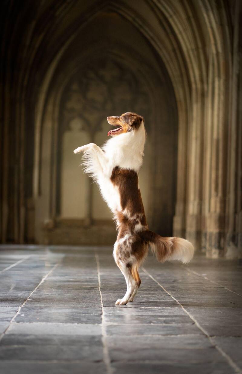 Foto van hond die op de achterpoten staat in urban omgeving. Foto van Eeveon fotografie.