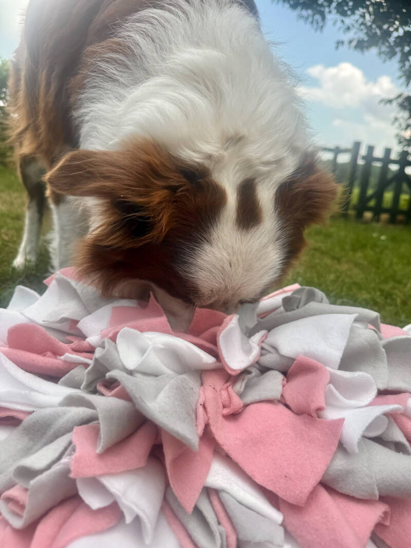 Snuffelmat voor oude hond verrijking