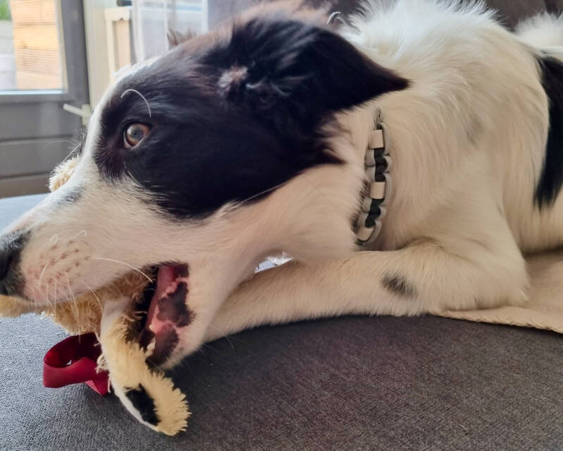 kauwende border collie zacht speeltje