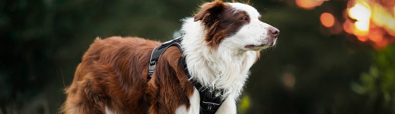 Hond met een original Howly Design harnas / tuig.