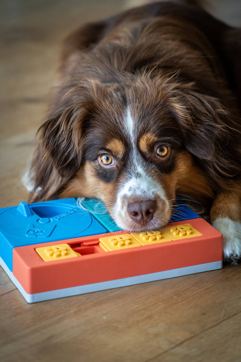 Denkspel en voerpuzzel voor senior hond enrichment