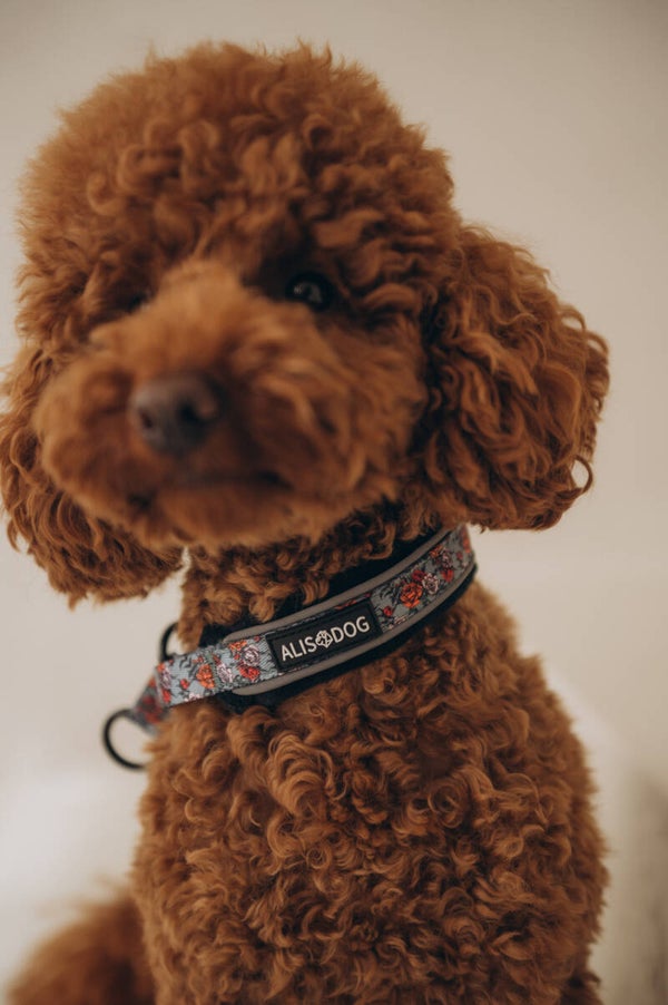 Martingale Collar - Peonies - ALISDOG