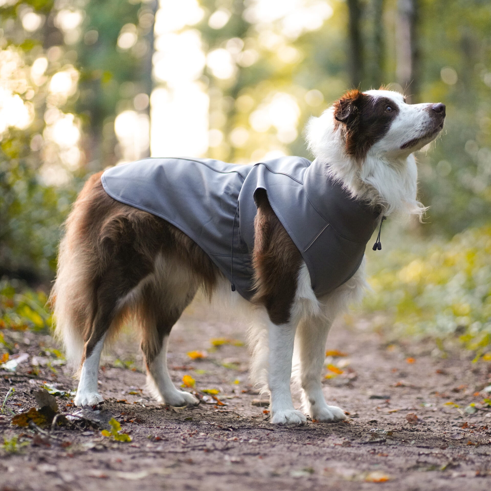 Finnero SPORT Softshell Jacket Grey