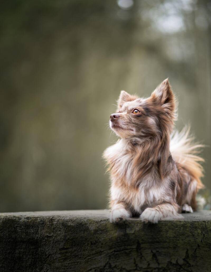 Foto liggende hond voorbeeld. Foto van Eeveon Fotografie