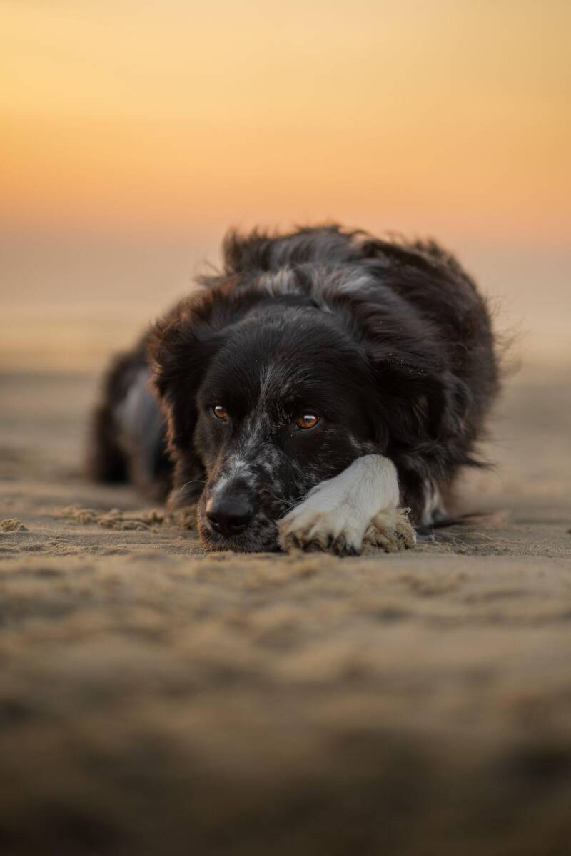 Voorbeeld van hond liggend op het strand. Foto van Eeveon fotografie.