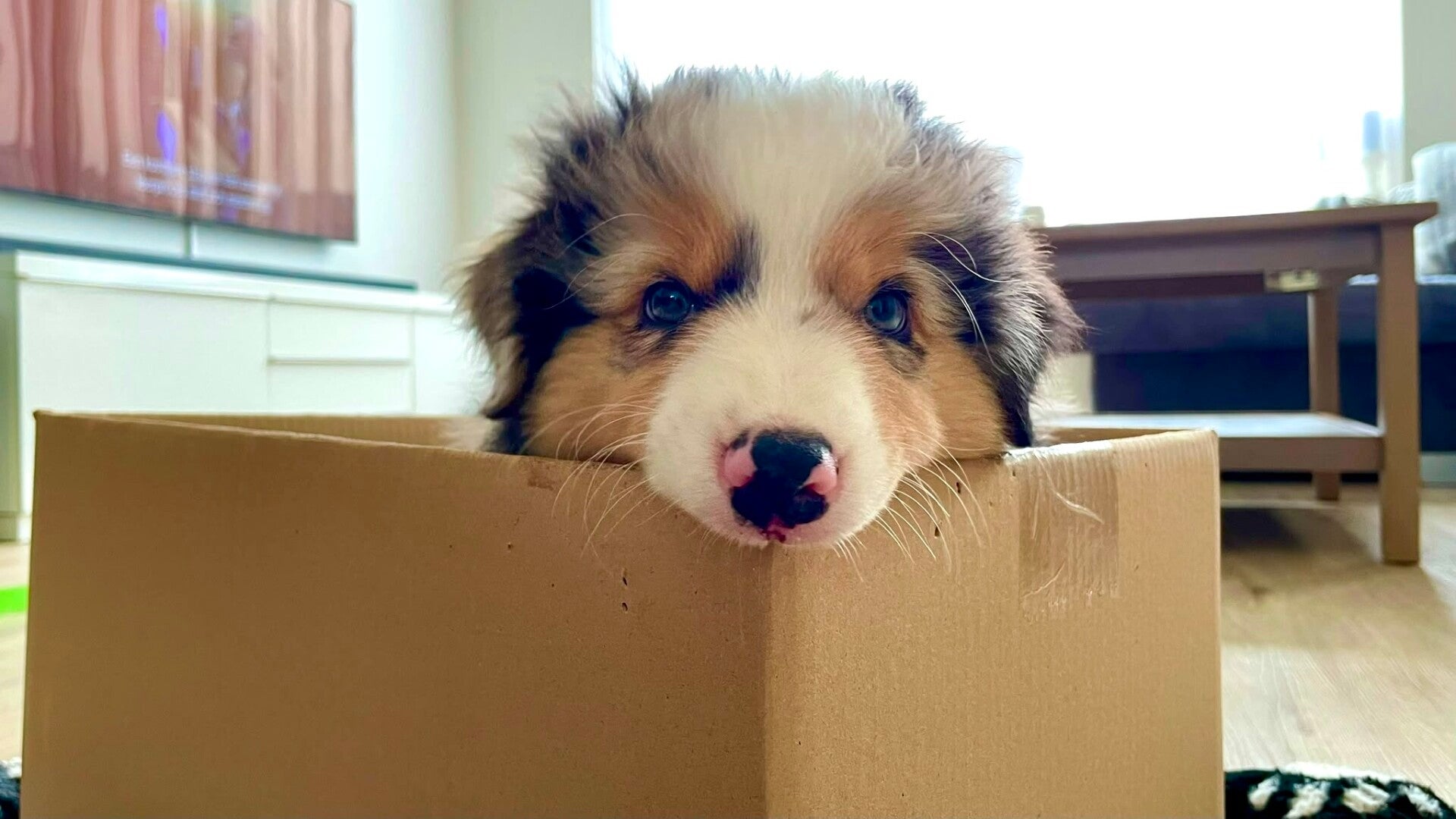 Ontdekken puppy kauwen 