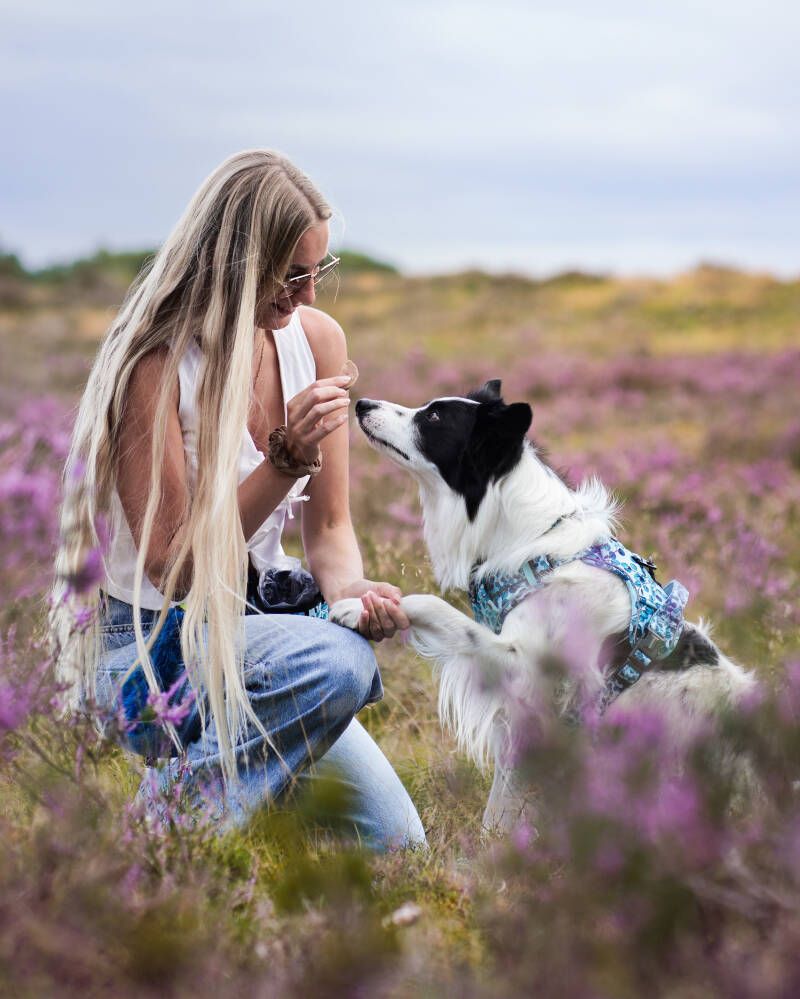 Training met hond beloning