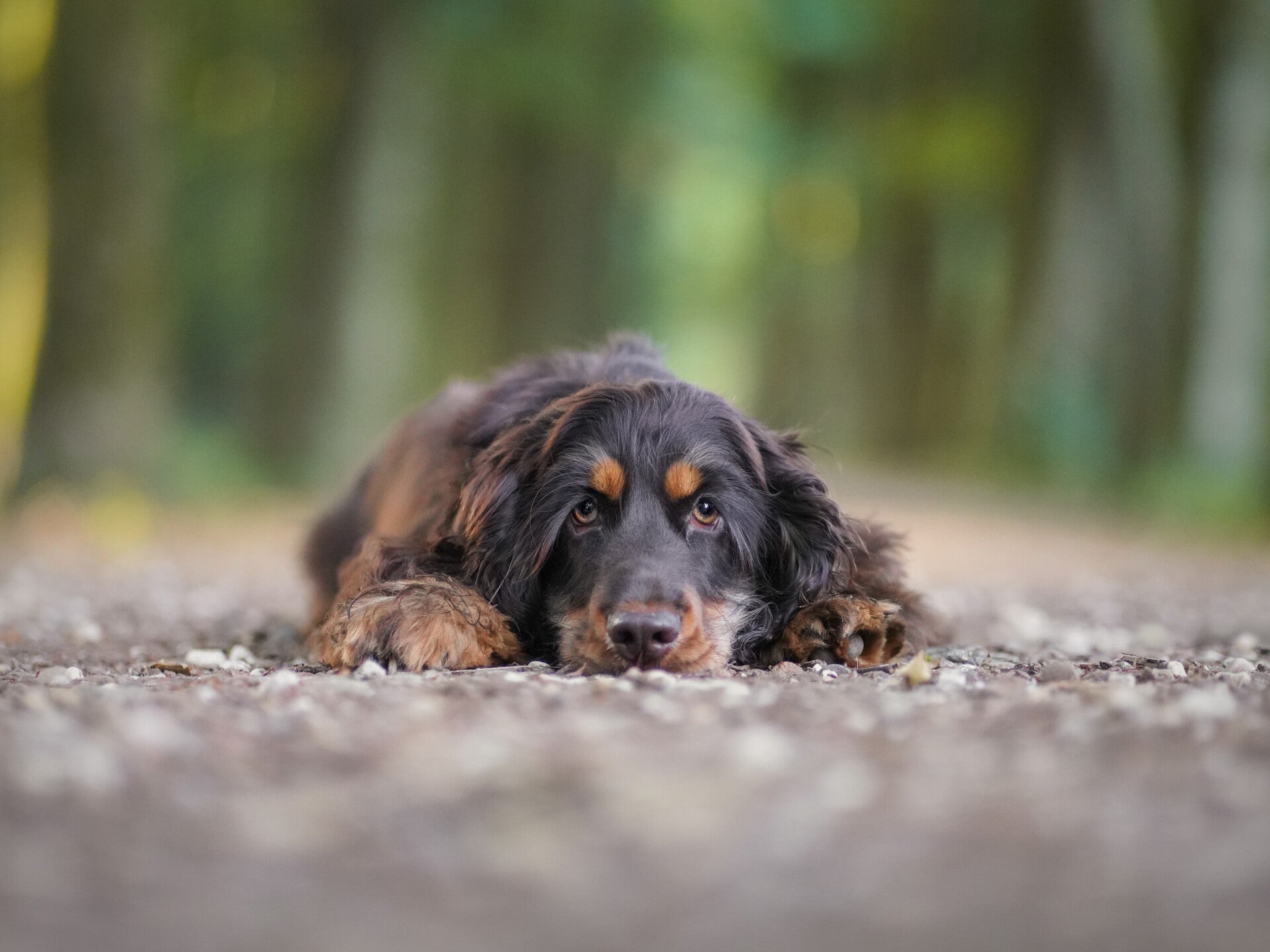 Hondenfotograaf Ede Bennekom - liggende Cocker Spaniel bij Kasteel Hoeklelum