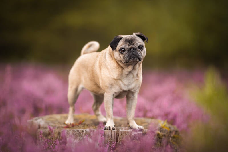 Heide Fotoshoot met hond
