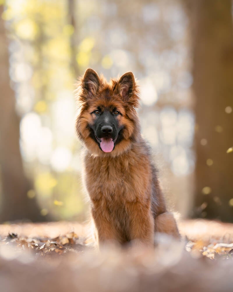 Rhenen hondenfotograaf fotoshoot Duitse herder puppy Gelderland