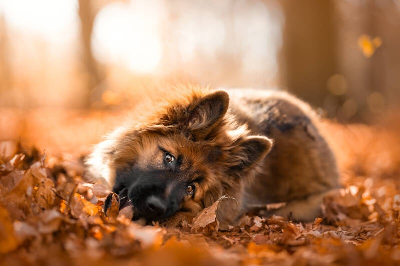 Honden fotoshoot herfst puppy Duitse herder Gelderland Rhenen Drenthe