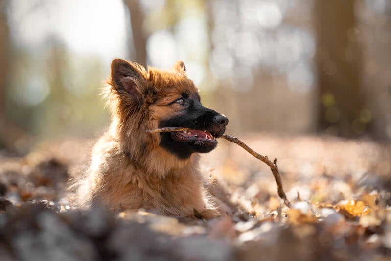 Puppy omgeving ontdekken takje kauwen