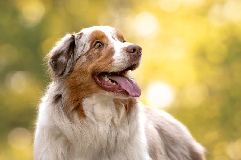 Australische herder honden fotoshoot Drenthe Echtenerzand hondenfotograaf