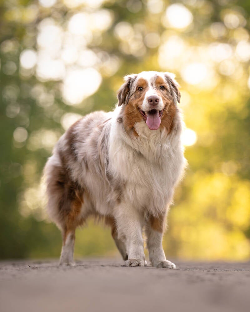 Fotoshoot met hond Australische herder in Drenthe Echten