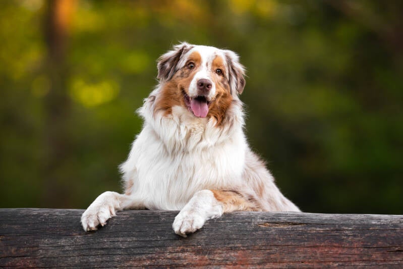Hondenfotograaf fotoshoot Australian shepherd hond boomstam in Echten